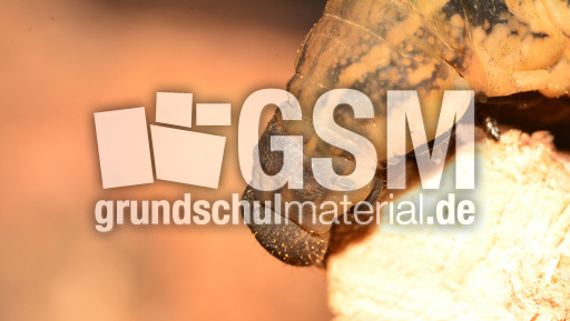 Mittlerer Weinschwärmer (7).jpg